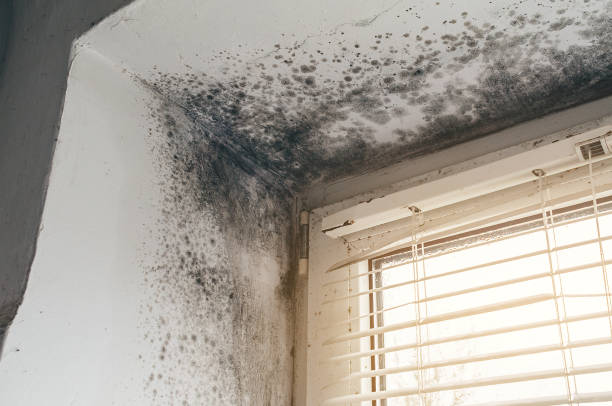 Affordable Basement Mold Removal solutions in South Bound Brook, NJ